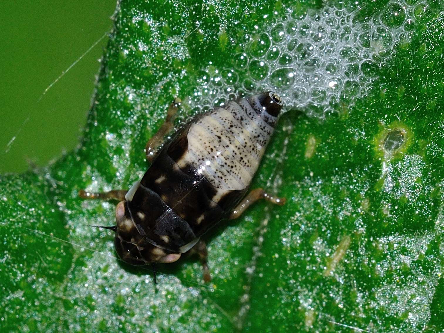 ID Ninfa di cicalina